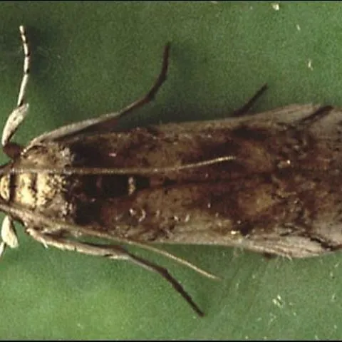 thumbnail for publication: Cactus Moth, Cactoblastis cactorum (Berg) (Insecta: Lepidoptera: Pyralidae)